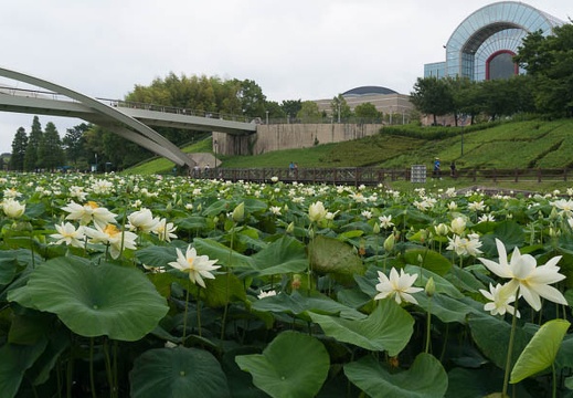 201407060942-DSC06810N6.jpg