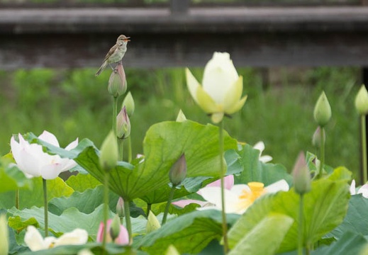 201407061036-DSC08186.jpg