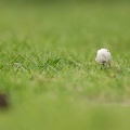 201407081016-DSC08725.jpg