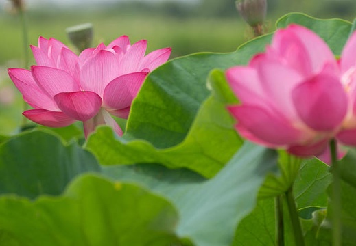 201407091022-DSC08823.jpg