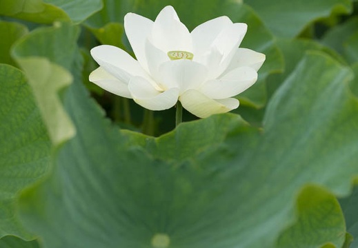 201407091043-DSC08871.jpg