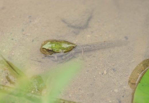201407091049-DSC08896.jpg