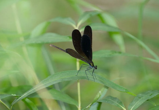 201407191319-DSC09175.jpg