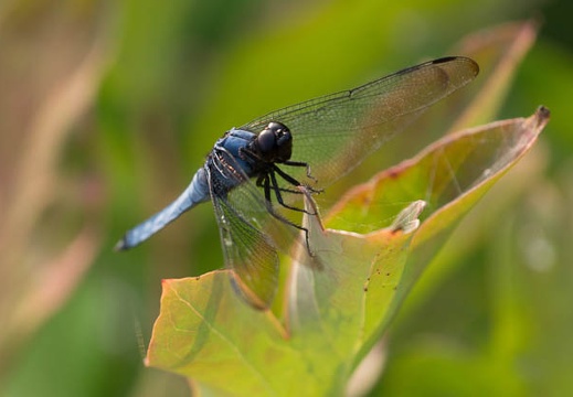 201407200627-DSC09267.jpg