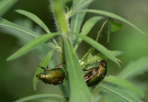 201407200712-DSC09317.jpg