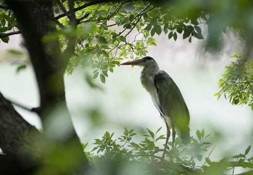 201407201155-DSC09338.jpg