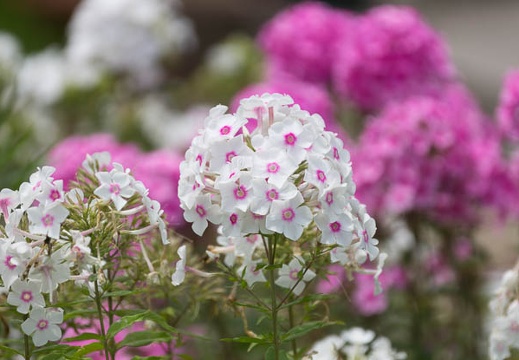 201407201158-DSC09340.jpg