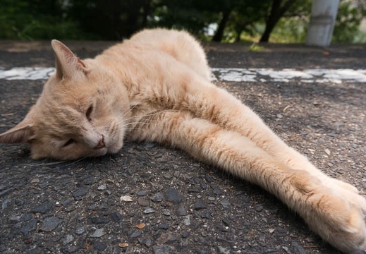 201407221318-DSC07160N6.jpg