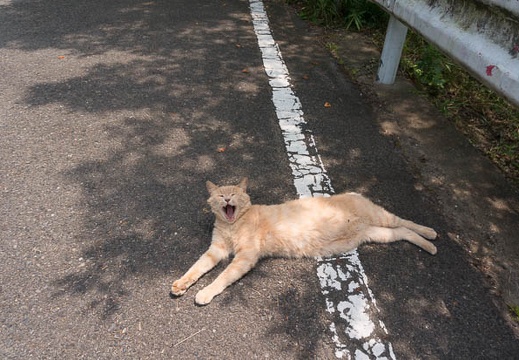 201407221318-DSC07162N6.jpg
