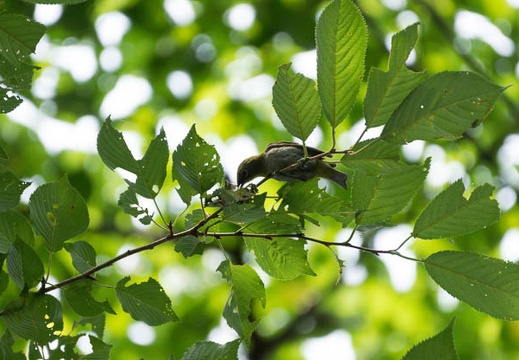 201407221329-DSC09457.jpg