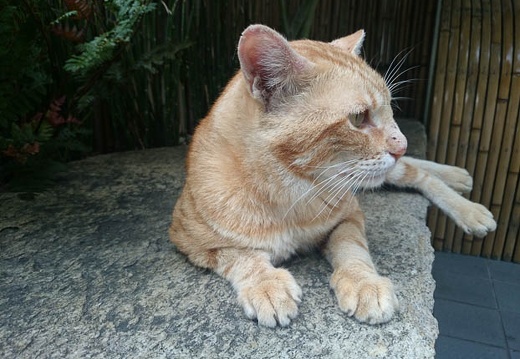 20140723090244-SO-01F.jpg
