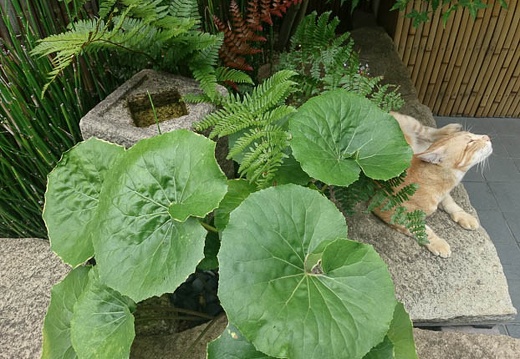 20140723091443-SO-01F.jpg