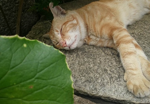 20140723091508-SO-01F.jpg