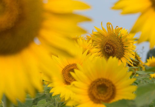 201407240723-DSC07223N6.jpg