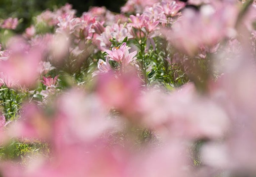 201407281002-DSC00039.jpg