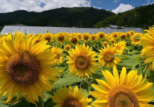 201408061139-DSC08346N6.jpg
