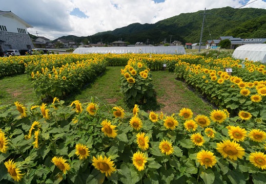 201408061143-DSC08376N6.jpg