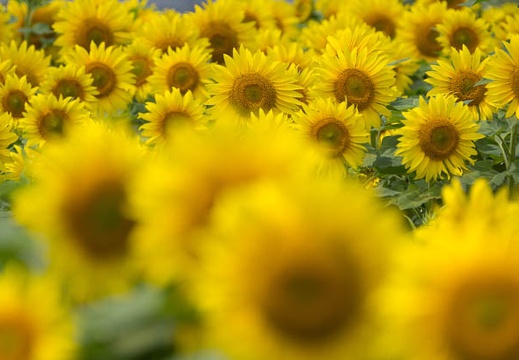 201408061145-DSC00317.jpg