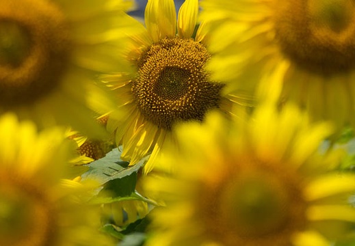 201408061148-DSC00321.jpg