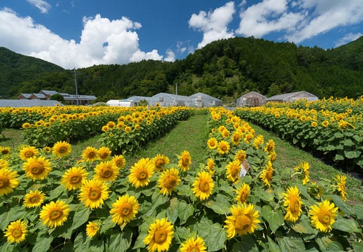 201408061148-DSC08404N6.jpg