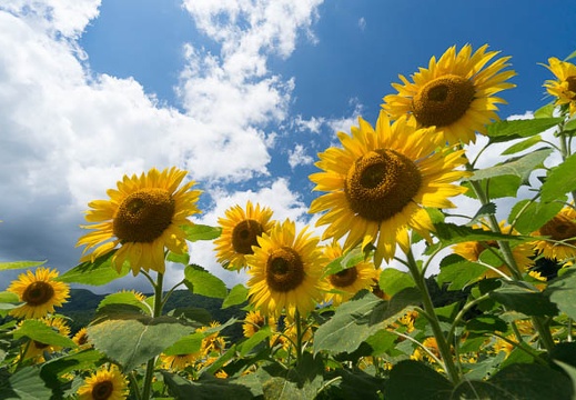 201408061153-DSC08430N6.jpg