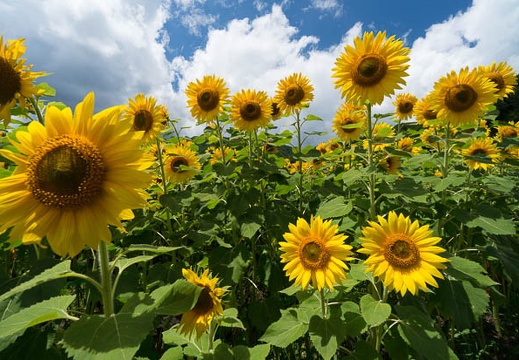 201408061154-DSC08434N6.jpg