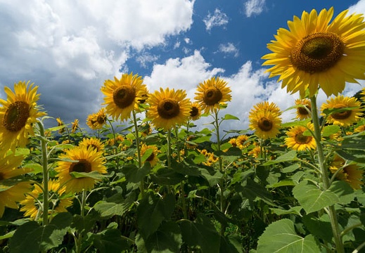 201408061154-DSC08436N6.jpg