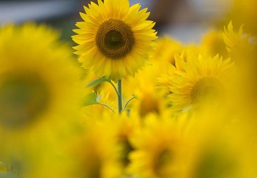 201408061156-DSC00339.jpg