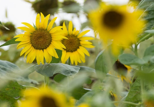 201408071346-DSC00428.jpg