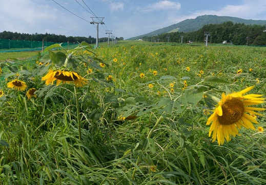 201408130845-DSC08873N6.jpg