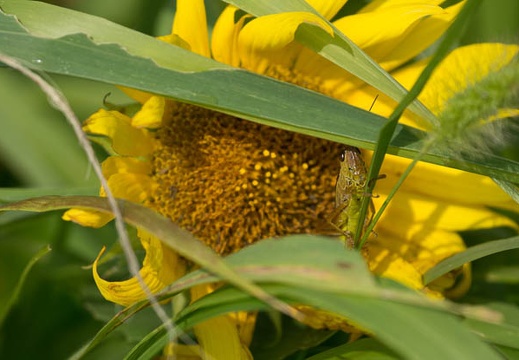 201408130848-DSC00997.jpg