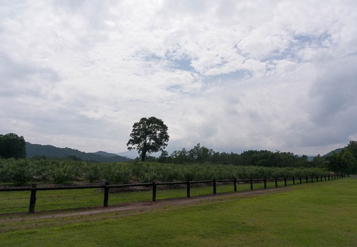 201408131324-DSC08983N6.jpg