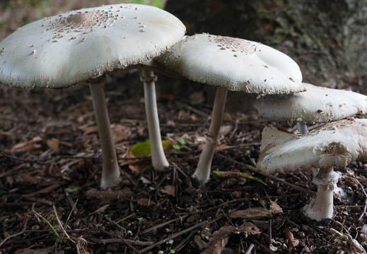 201408171504-DSC09138N6.jpg