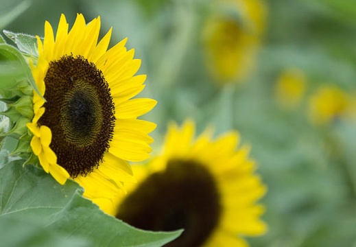 201408171530-DSC01185.jpg