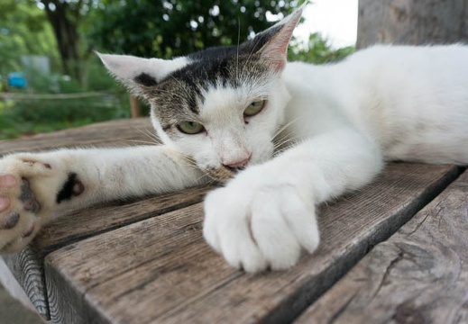 201408171554-DSC09207N6.jpg