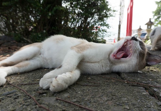 201409031114-DSC00065N6.jpg