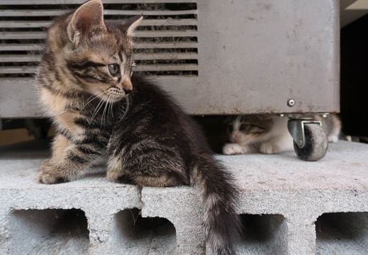 201409031126-DSC00088N6.jpg