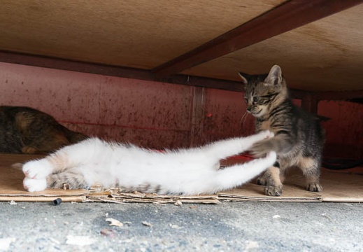 201409031157-DSC00132N6.jpg