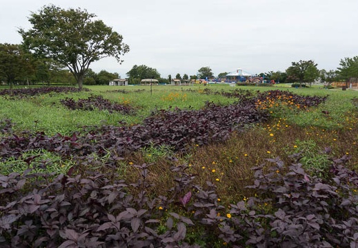 201409031251-DSC00155N6.jpg