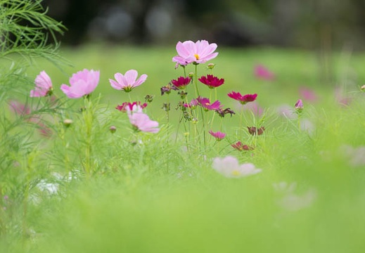 201409031253-DSC02778.jpg