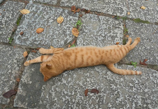 201409031454-DSC00166N6.jpg