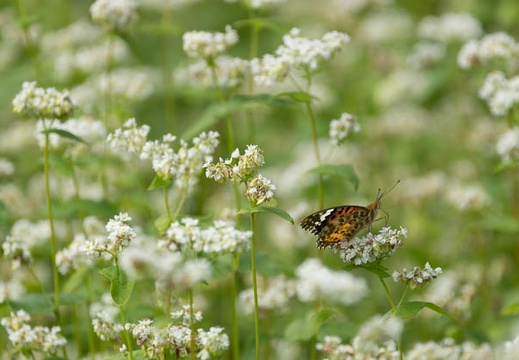 201409071402-DSC02817.jpg