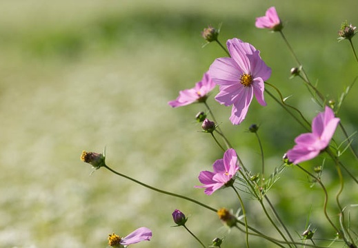 201409071536-DSC02938.jpg
