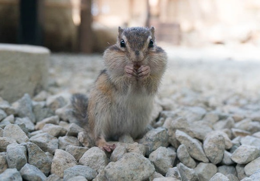 201409091507-DSC00523N6.jpg