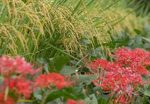 201409181116-DSC03922.jpg
