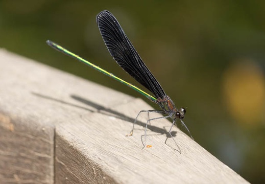 201409181238-DSC04035.jpg