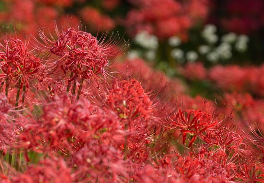 201409221114-DSC04257.jpg