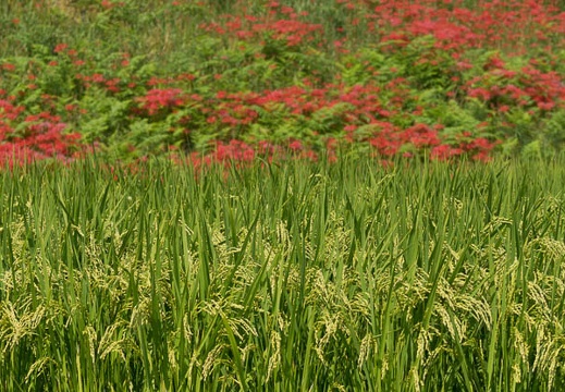 201409221130-DSC04281.jpg