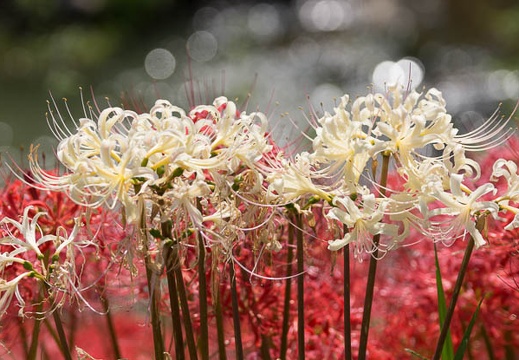 201409221254-DSC04341.jpg