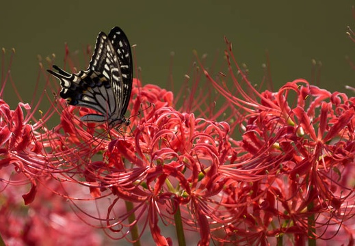 201409221316-DSC04373.jpg